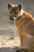 New Guinea Singing Dog (Canis hallstromi)