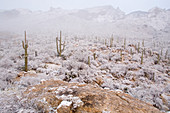 Rare desert snow on Saguaro Cactus