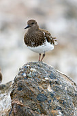 Black Turnstone (Arenaria melanocephala)