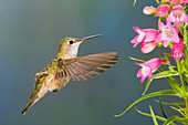 Female Broad-tailed Hummingbirds