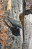 Pygmy Nuthatch at nest