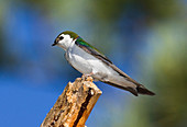 Male Violet-green Swallow