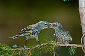 Yellow-rumped Warbler feeding young