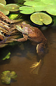 Bullfrog (Lithops catesbeianus)
