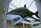 Extinct shark exhibit