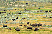 Buffalo grazing in Yellowstone National P