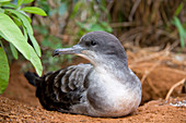 Wedge-tailed Shearwater (Puffinus pacific