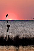Osprey perched at sunset on Abelmarle sou