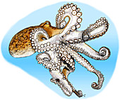 Atlantic Octopus