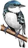 Cerulean Warbler