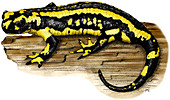 Fire Salamander