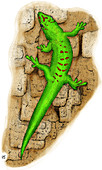 Giant Day Gecko