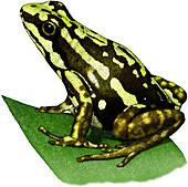 Tricolor Poison Dart Frog