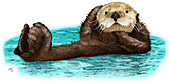 Sea Otter