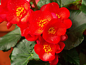 Reiger Begonia (Begonia x hiemalis)