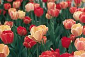 Tulips (Tulipa gesneriana)