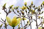 Magnolia (Magnolia x soulangiana)