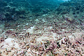 Dead Coral Reef,Fiji Islands