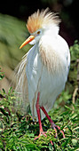 Cattle Egret adult in breeding plumage