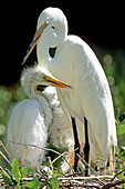 Great Egret (Ardea alba) adult with young