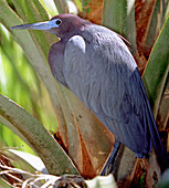 Little Blue Heron male in breeding colors