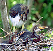 Tricolored Heron nestlings