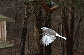 Dark-eyed Junco in Flight