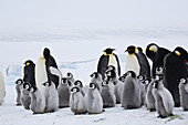 Emperor Penguins,Antarctica