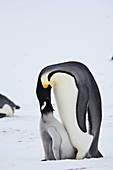 Emperor Penguin chick being fed
