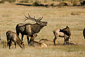 Bugling Rocky Mountain Elk bull with hare