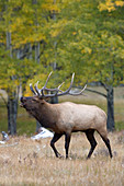 Rocky Mountain Elk bull bugling