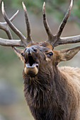 Rocky Mountain Elk bull in rut,bugling