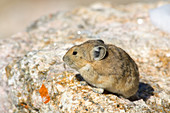 American Pika (Ochotona princeps)