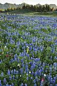 Mountain Fower Meadow