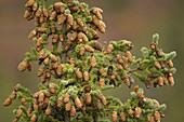 Spruce Cones