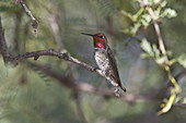 Anna's Hummingbird