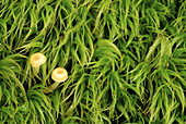 Moss with mushrooms