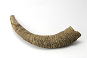 Female bighorn sheep horn