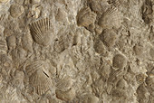 Scallop fossils