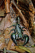 Asian Forest Scorpion