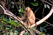 Pig-Tailed Macaque