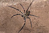 Cave-Dwelling Wolf Spider