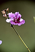 Kinta Weed Orchid