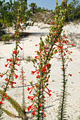 Scarlet Gilia