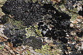 Lichen Variety