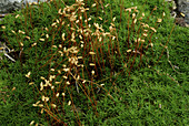 Moss Sporophytes