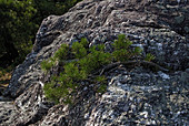 Rocky Outcrop With Pine