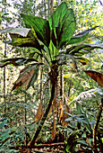 Umbrella Palm,Malaysia