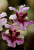 Kinta Weed Orchid,Malaysia