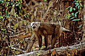 Northern Pig-tailed Macaque,Cambodia